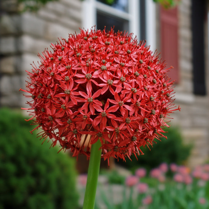 Semillas de Allium Atropurpureum, flores perennes rojo intenso y púrpura