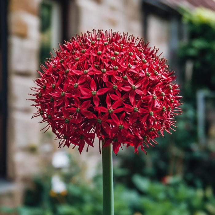 Semillas de Allium Atropurpureum, flores perennes rojo intenso y púrpura