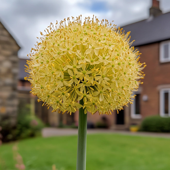 Semillas de Allium Moly, vibrantes flores perennes de ajo dorado amarillo