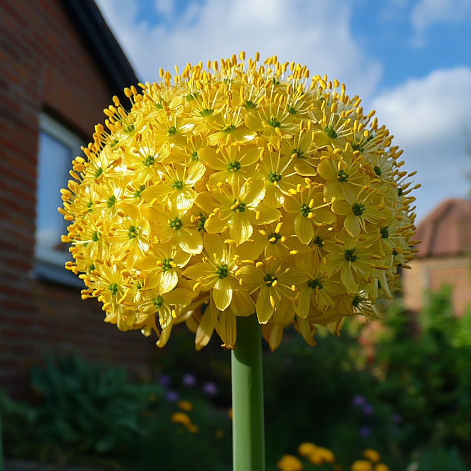 Semillas de Allium Moly, vibrantes flores perennes de ajo dorado amarillo