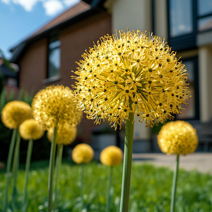 Semillas de Allium Moly, vibrantes flores perennes de ajo dorado amarillo