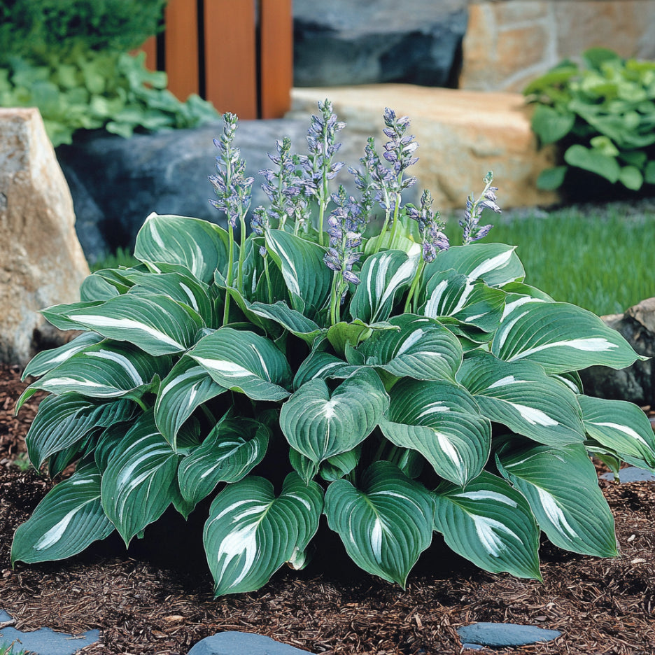 Semi di Hosta Verde Premium, Fogliame Rigoglioso per Giardini all'Ombra
