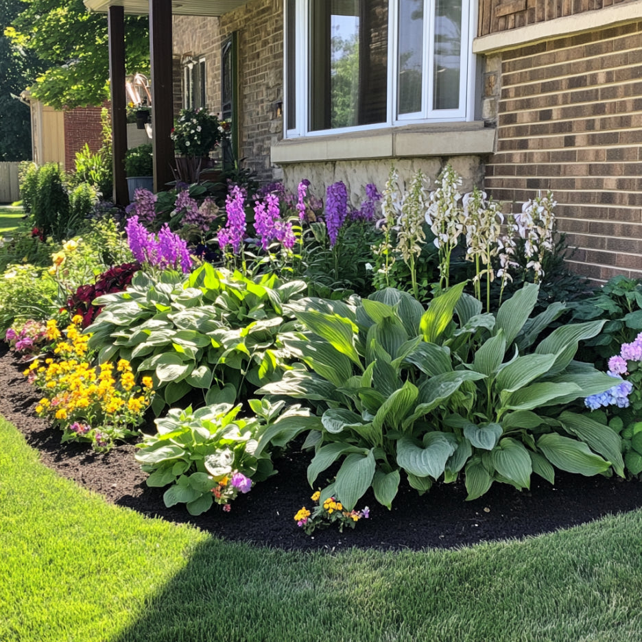 Semi di Hosta Verde Premium, Fogliame Rigoglioso per Giardini all'Ombra