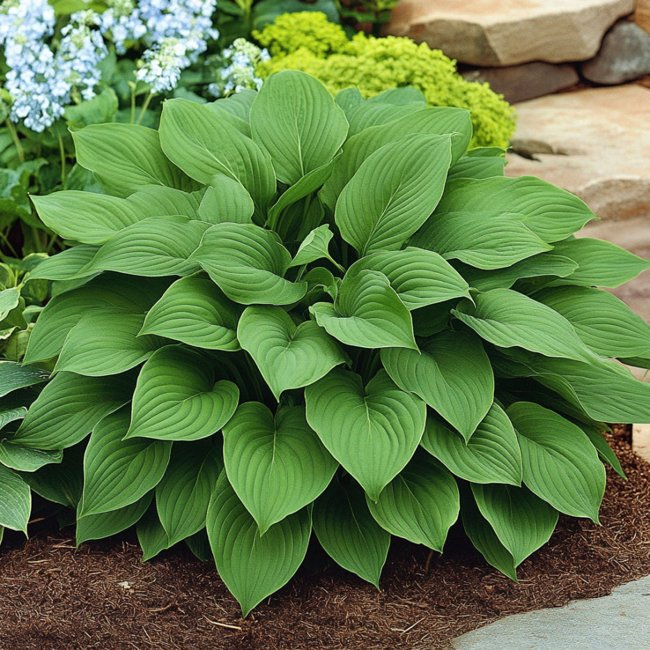 Semi di Hosta Verde Premium, Fogliame Rigoglioso per Giardini all'Ombra