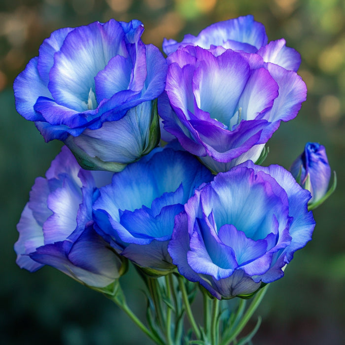 Semillas de Lisianthus Rosita 2 Blue Flash, Impresionantes Flores Azul-Púrpura para Jardines y Ramos