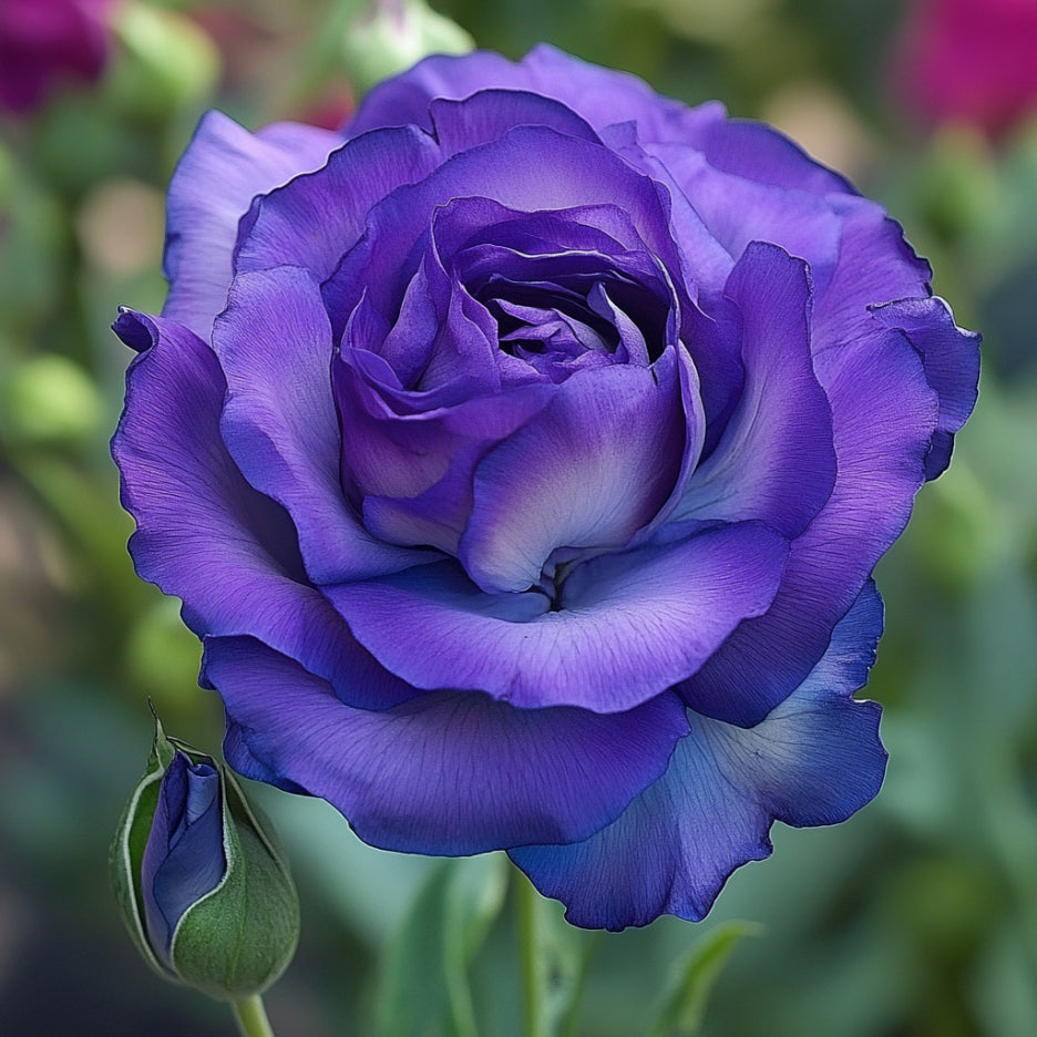 Lisianthus Rosita 2 Sapphire Seeds, Stunning Deep Blue-Purple Blooms for Elegant Gardens & Bouquets