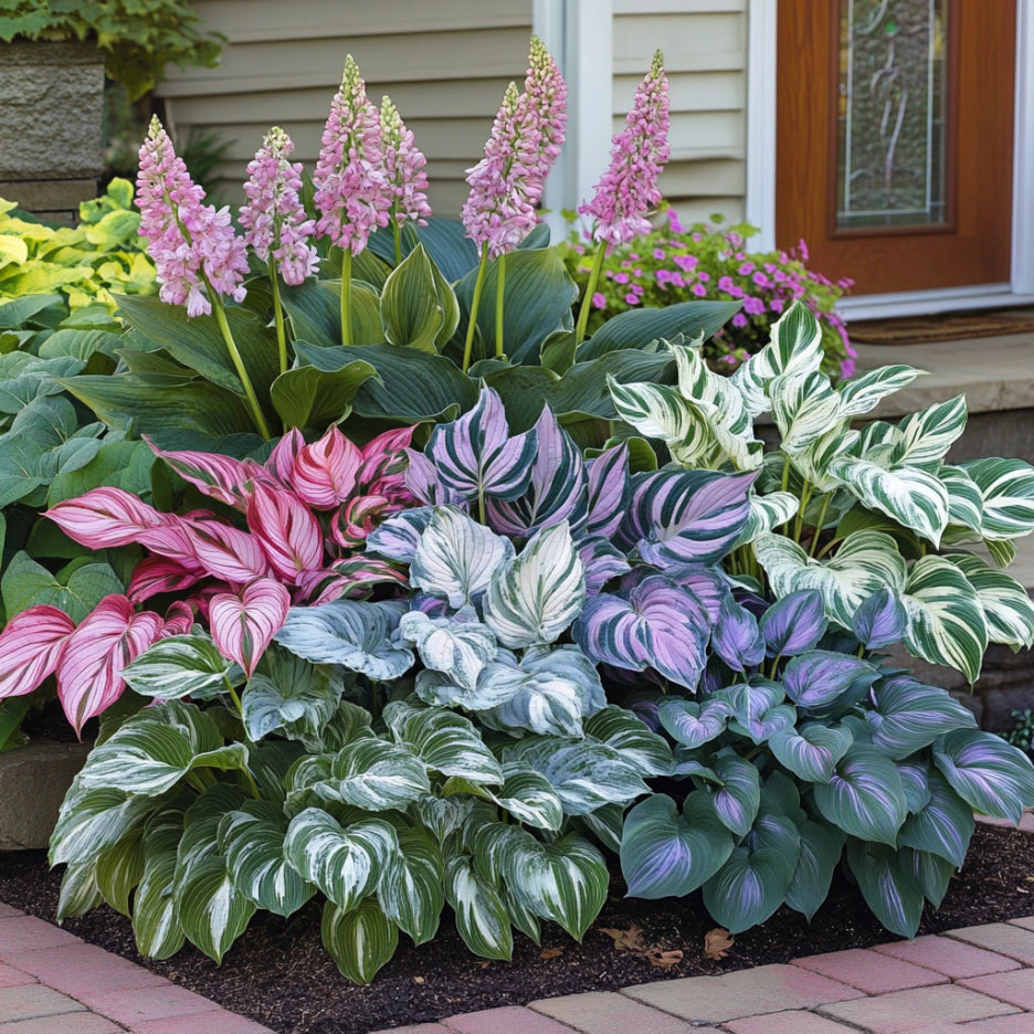 Semillas de Hosta para Plantar – Variedad de Follaje de Hosta spp., Planta Perenne de Sombra, Heredada, No OGM