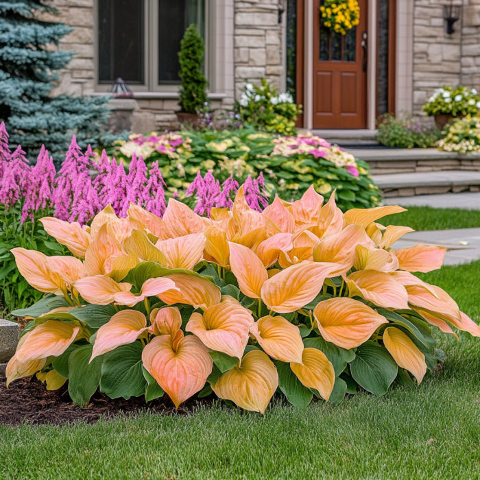 Rare Orange and Pink Hosta Seeds, Unique Hybrid Foliage Colors