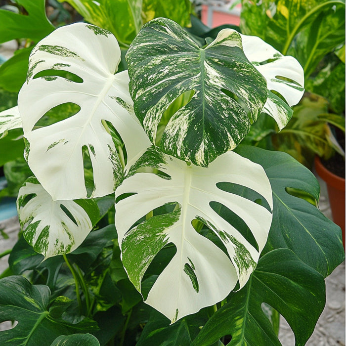 Semi di Monstera Albo Variegata – Coltiva Fogliame Bianco e Verde Stupendo
