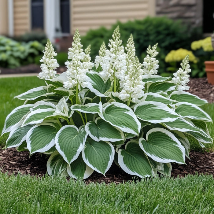 Semi rari di Hosta variegata bianca, foglie verdi con eleganti bordi bianchi