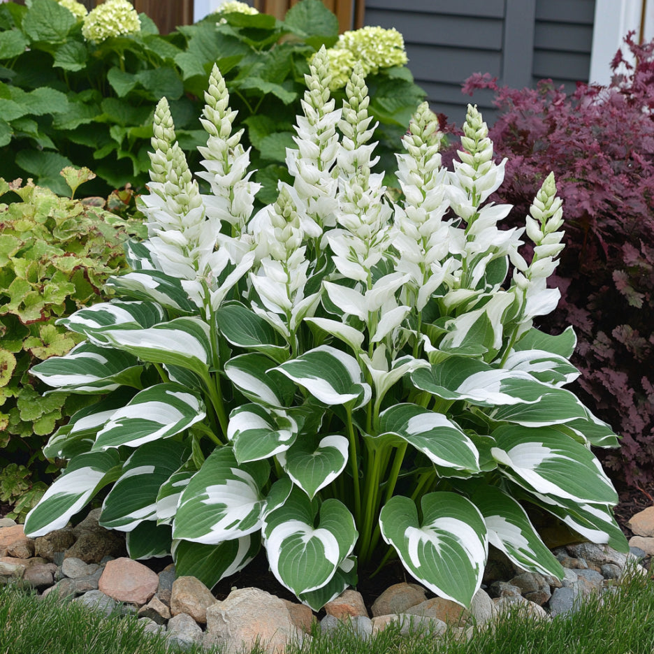 Semi rari di Hosta variegata bianca, foglie verdi con eleganti bordi bianchi