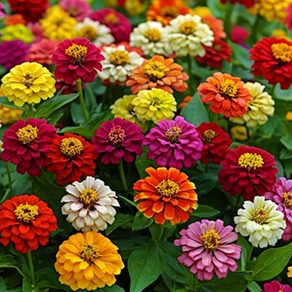 Persian Carpet Zinnia Seeds, Smaller, Decorative Bi-Color Blooms