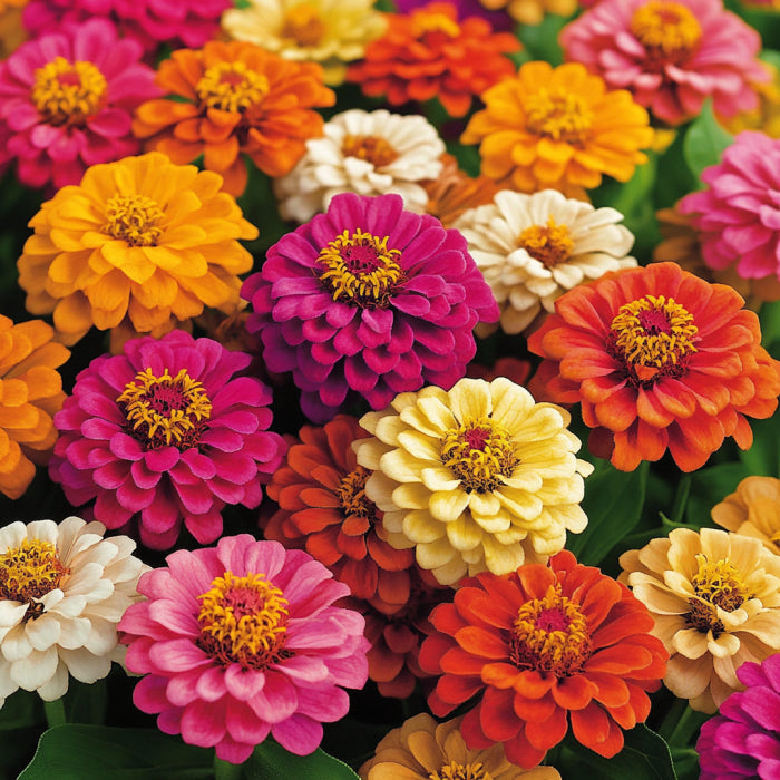 Persian Carpet Zinnia Seeds, Smaller, Decorative Bi-Color Blooms