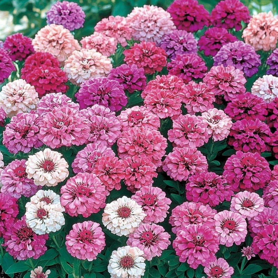 Semillas de Zinnia Rosa, Flores de Pastel Suave a Magenta Vibrante