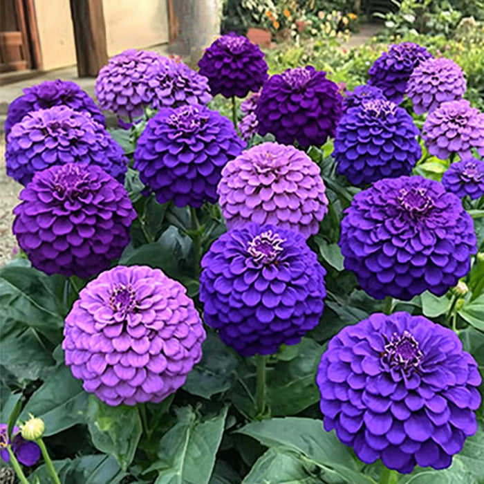 Semillas de Zinnia Morada, Lavanda, Violeta y Flores de Púrpura Intenso