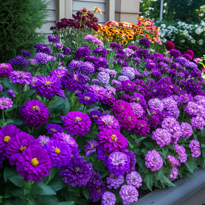 Semillas de Zinnia Morada, Lavanda, Violeta y Flores de Púrpura Intenso