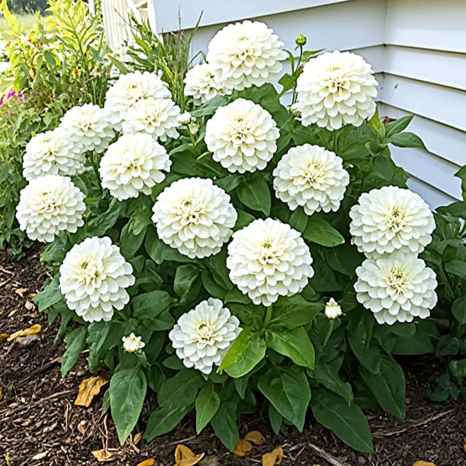 Semillas de Zinnia Blanca, Flores de Color Blanco Puro y Crema para Tu Jardín