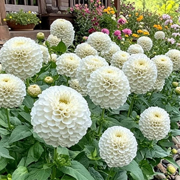 Semillas de Zinnia Blanca, Flores de Color Blanco Puro y Crema para Tu Jardín