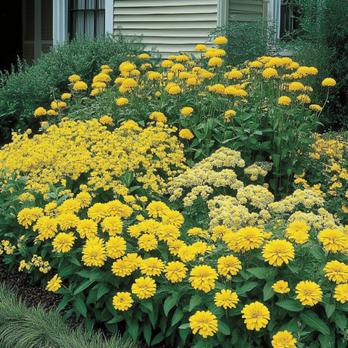 Semillas de Zinnia Amarilla | Flores Brillantes Doradas y Amarillo Limón