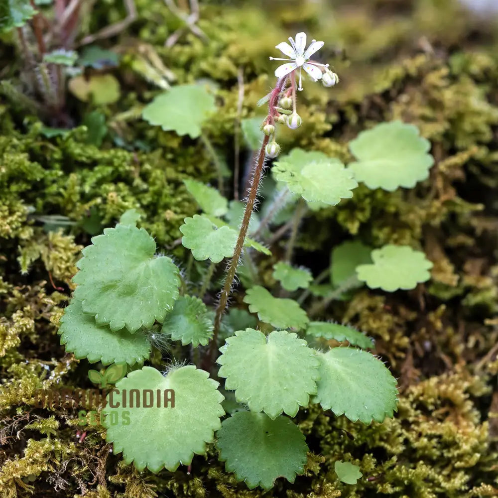 Saxifraga Hirsuta seeds packet for planting alpine perennial flowers
