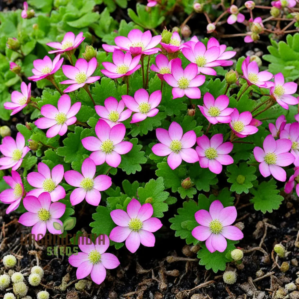 Saxifraga Mossy Flower Seeds for Shaded Garden Planting