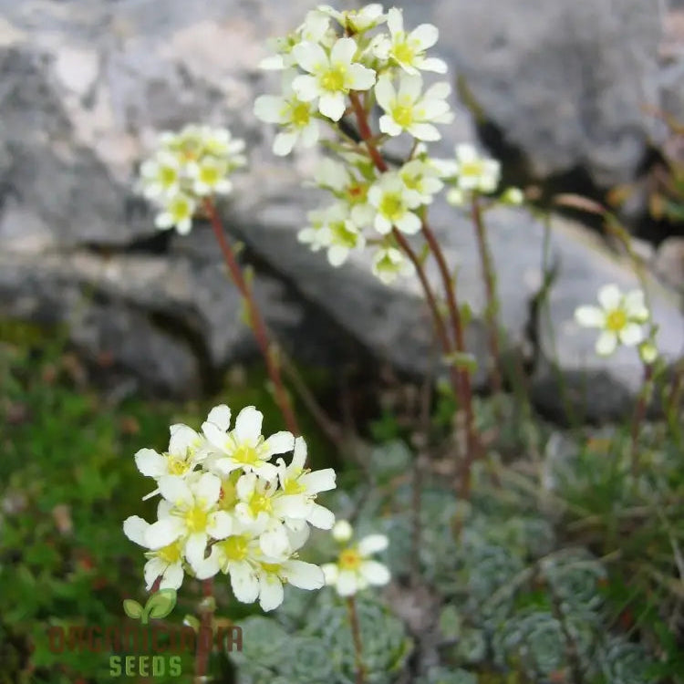 Saxifraga Paniculata seeds packet for planting alpine perennial flowers