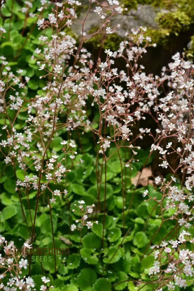 Saxifraga seeds planted in garden bed producing lush rosette foliage