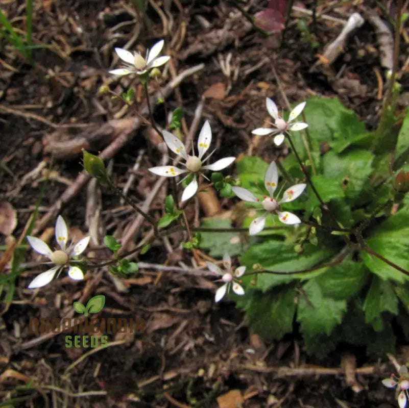 Saxifraga seeds plant growth in rock garden setting