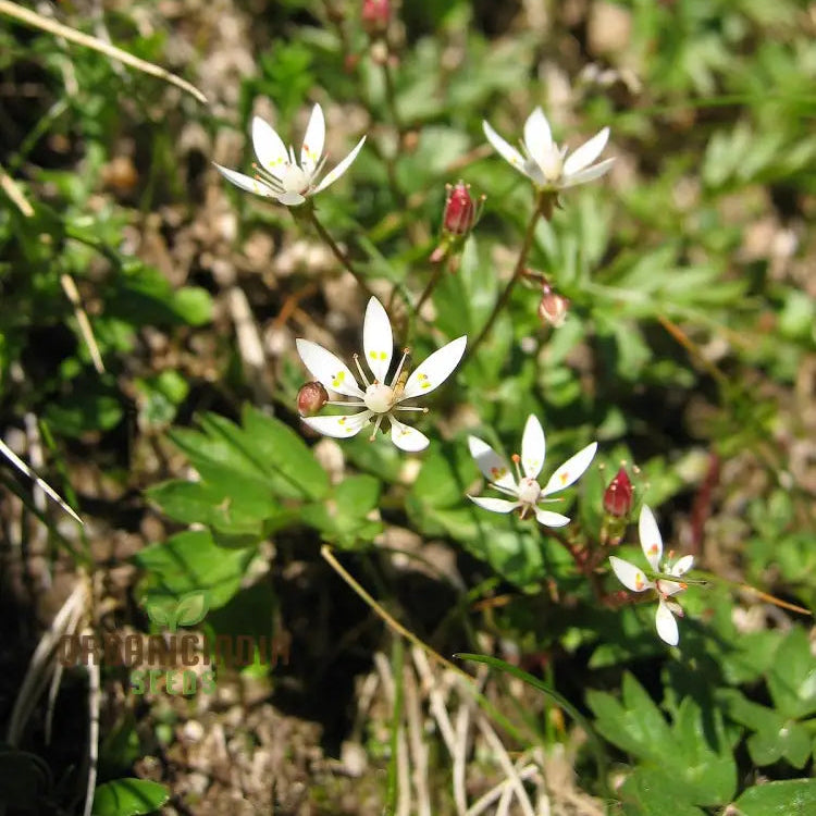 Saxifraga Stellaris seeds grown in pot for alpine gardening