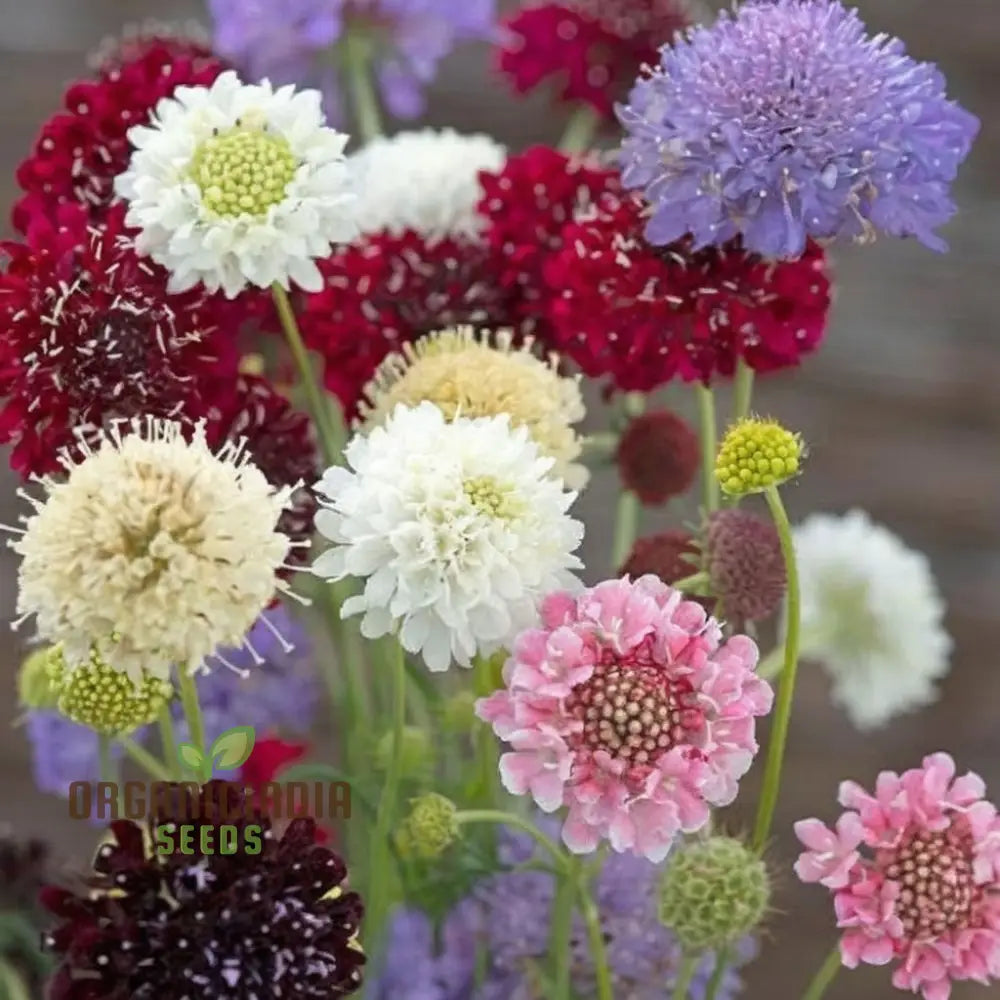 Scabiosa Comosa Pincushion flower seeds for planting