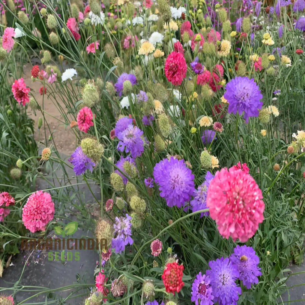 Close-up of purple and lavender Scabiosa Pincushion blooms