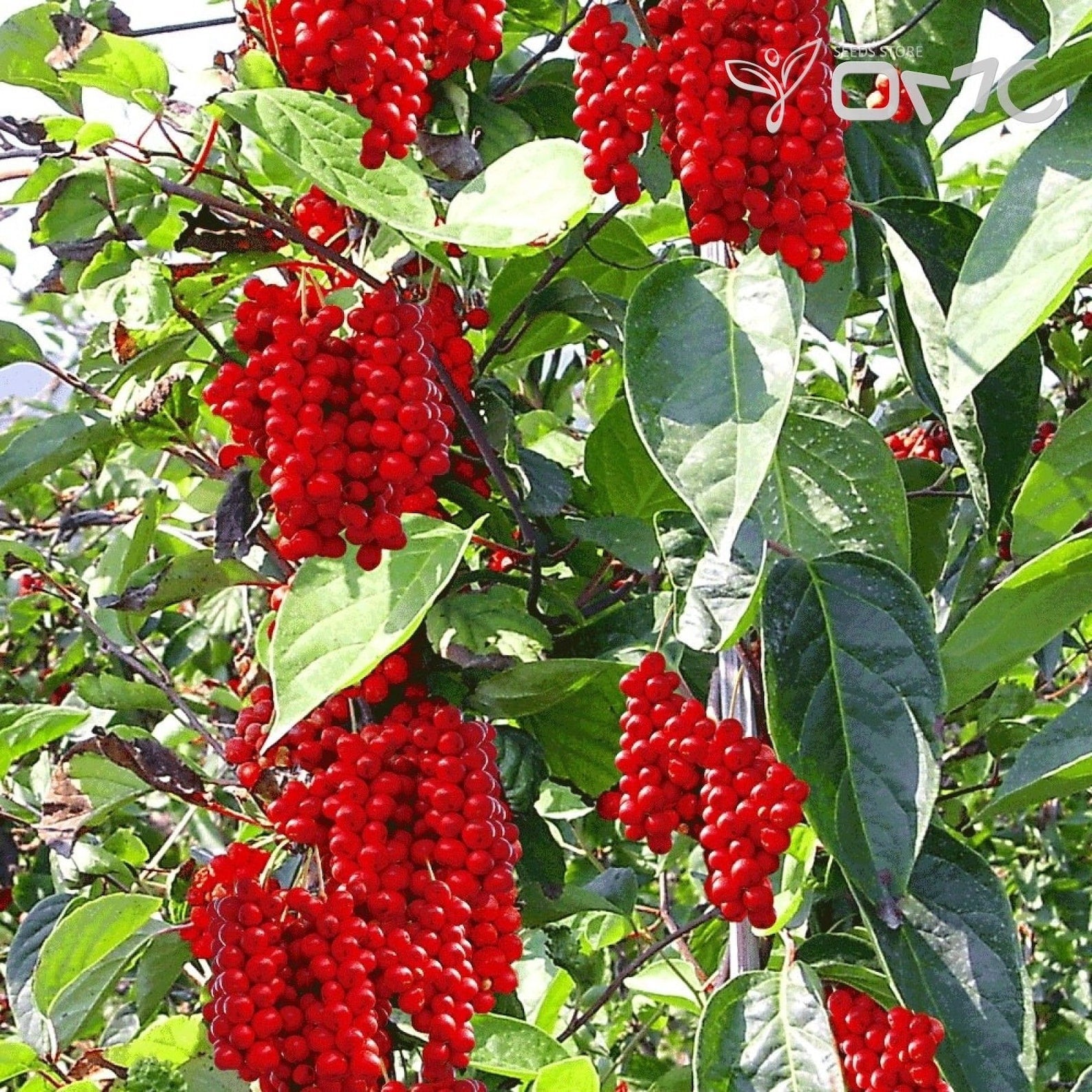 Schisandra chinensis seeds for planting magnolia berry vines
