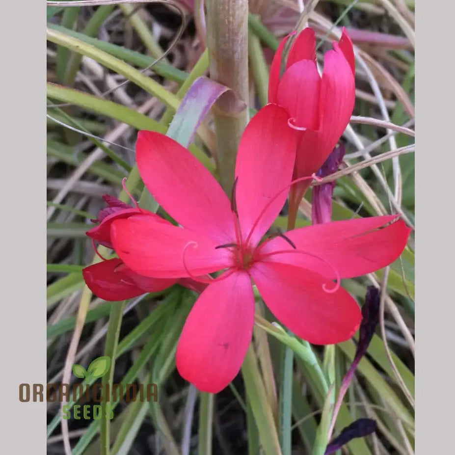 Schizostylis Coccinea seeds growing into healthy seedlings