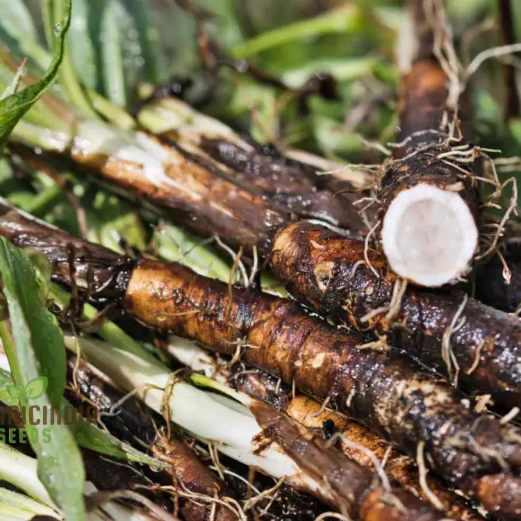 Scorzonera Long Black Maxima Vegetable Seeds: Cultivate Nutritious And Distinctive