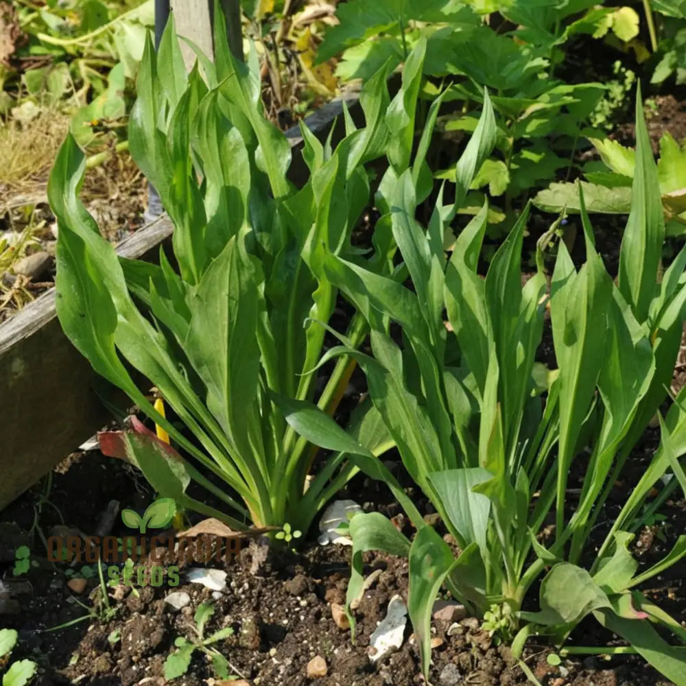Closeup of Scorzonera Maxima Root, Nutritious Heirloom Vegetable