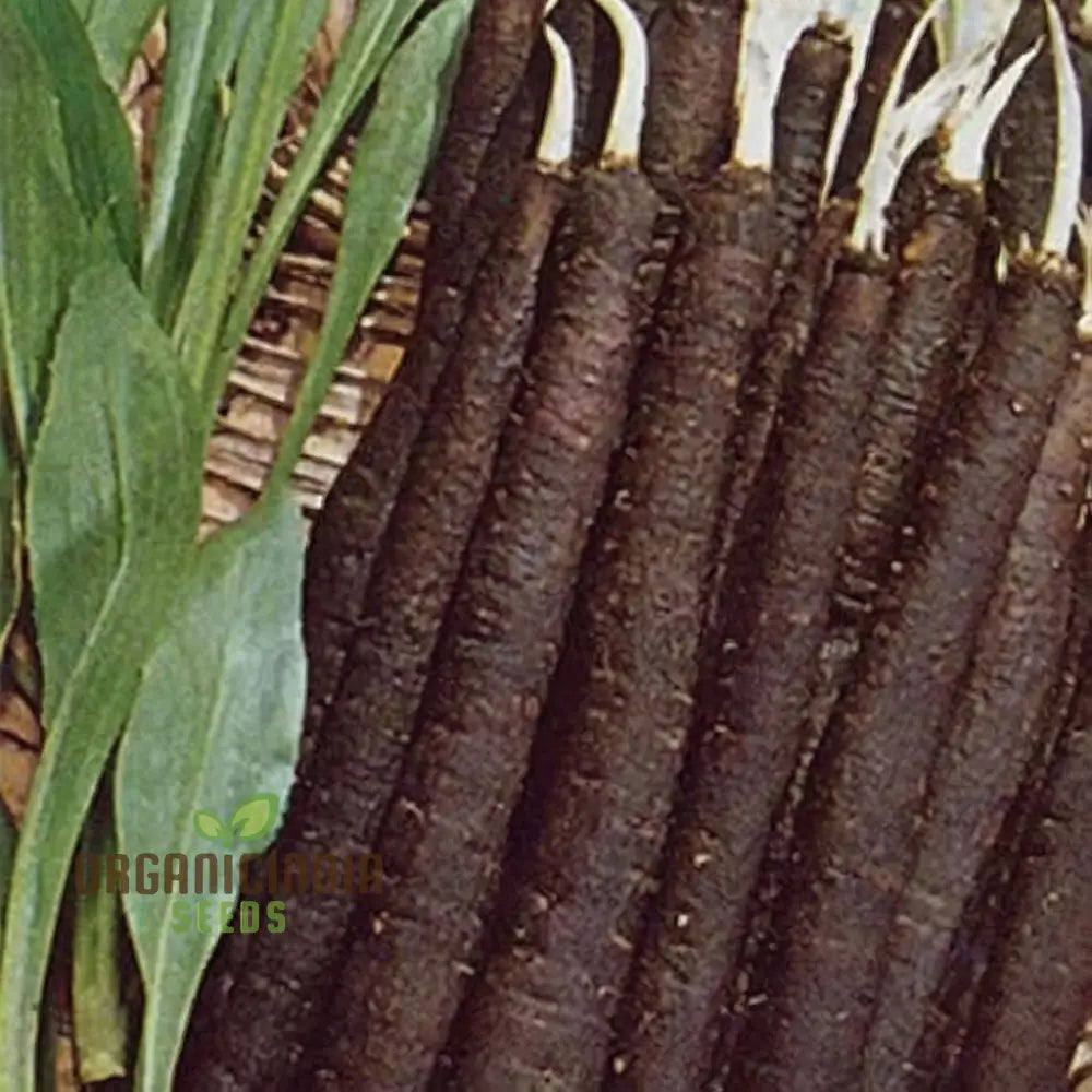 Scorzonera Maxima Seeds Packet, Heirloom Non-GMO Root Vegetable Seeds for Planting