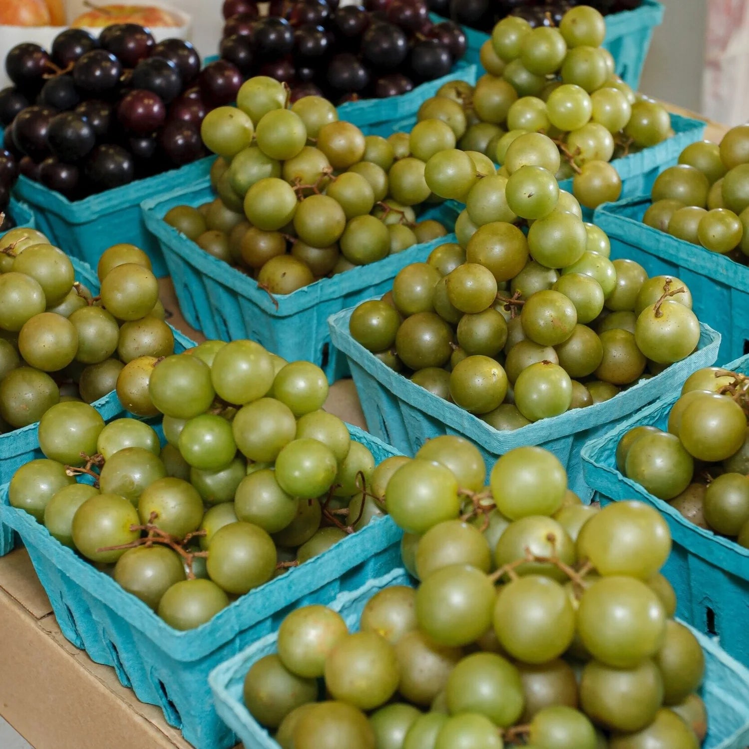 Scuppernong Muscadine grape seeds for planting golden heirloom grapes
