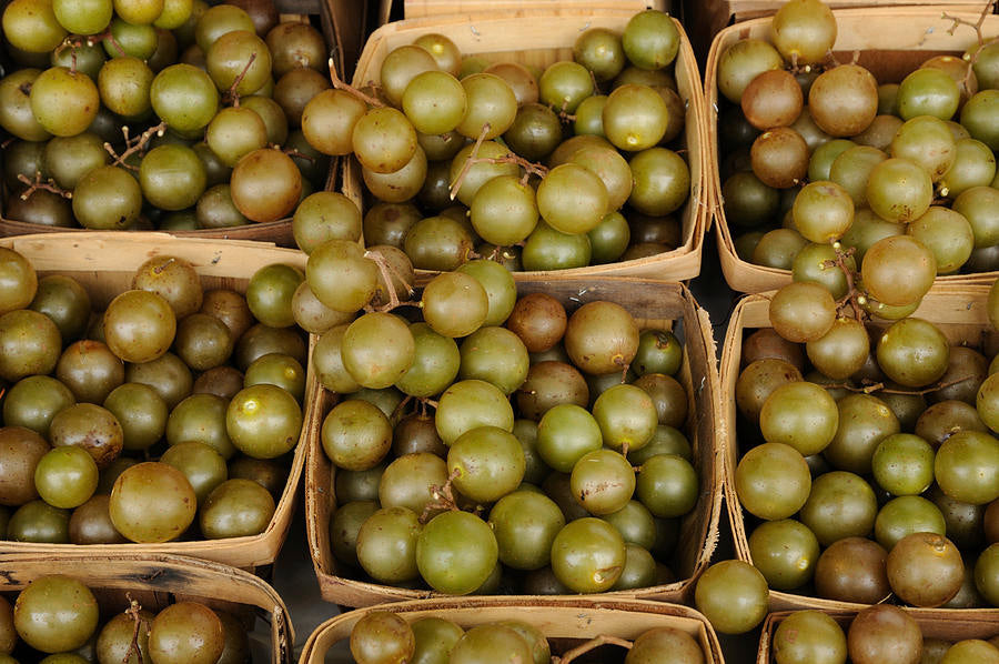 Heirloom Non-GMO Scuppernong grape seeds for home gardens