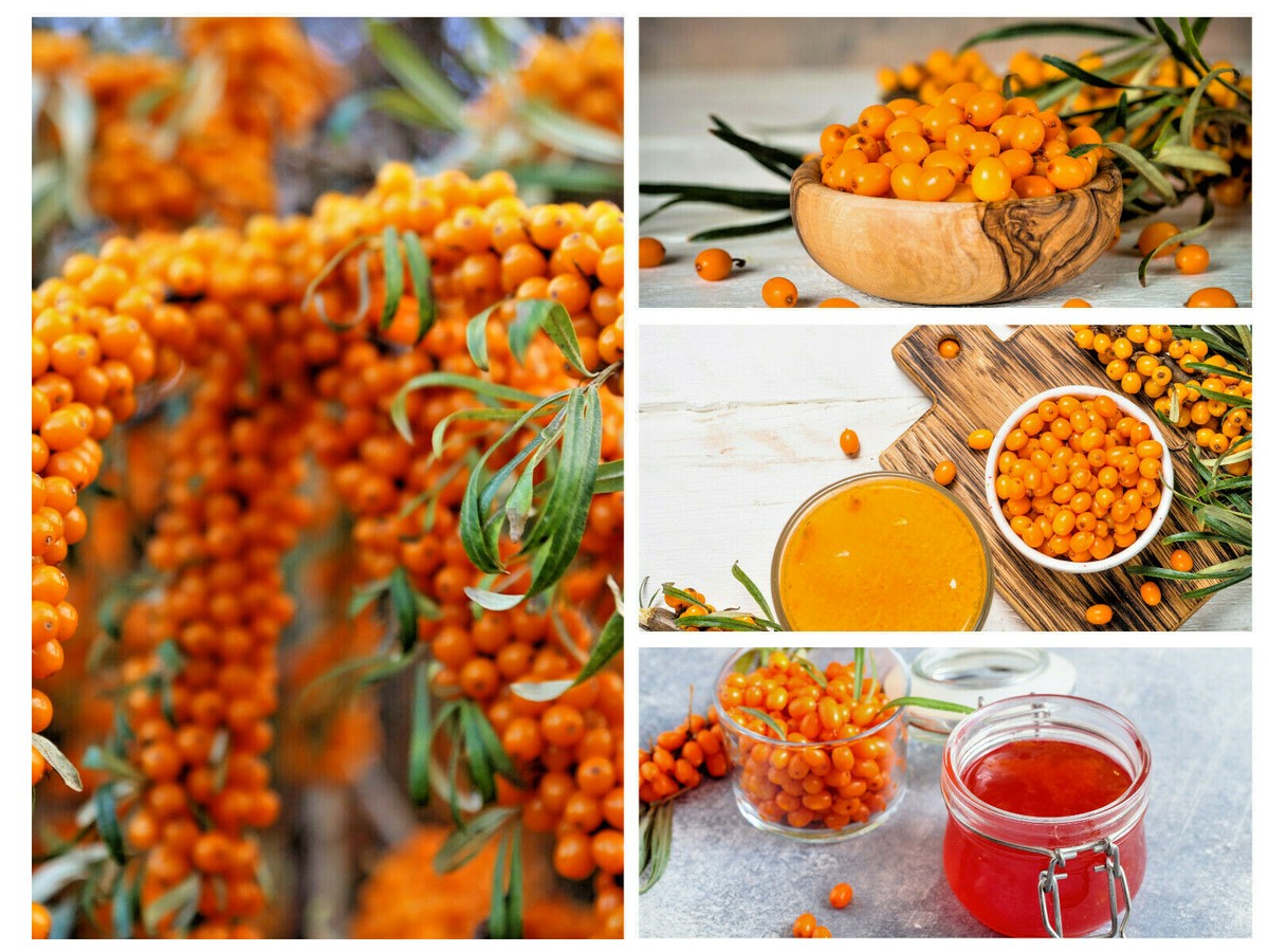 Sea Buckthorn fruit shrub seeds for home gardens and hedges