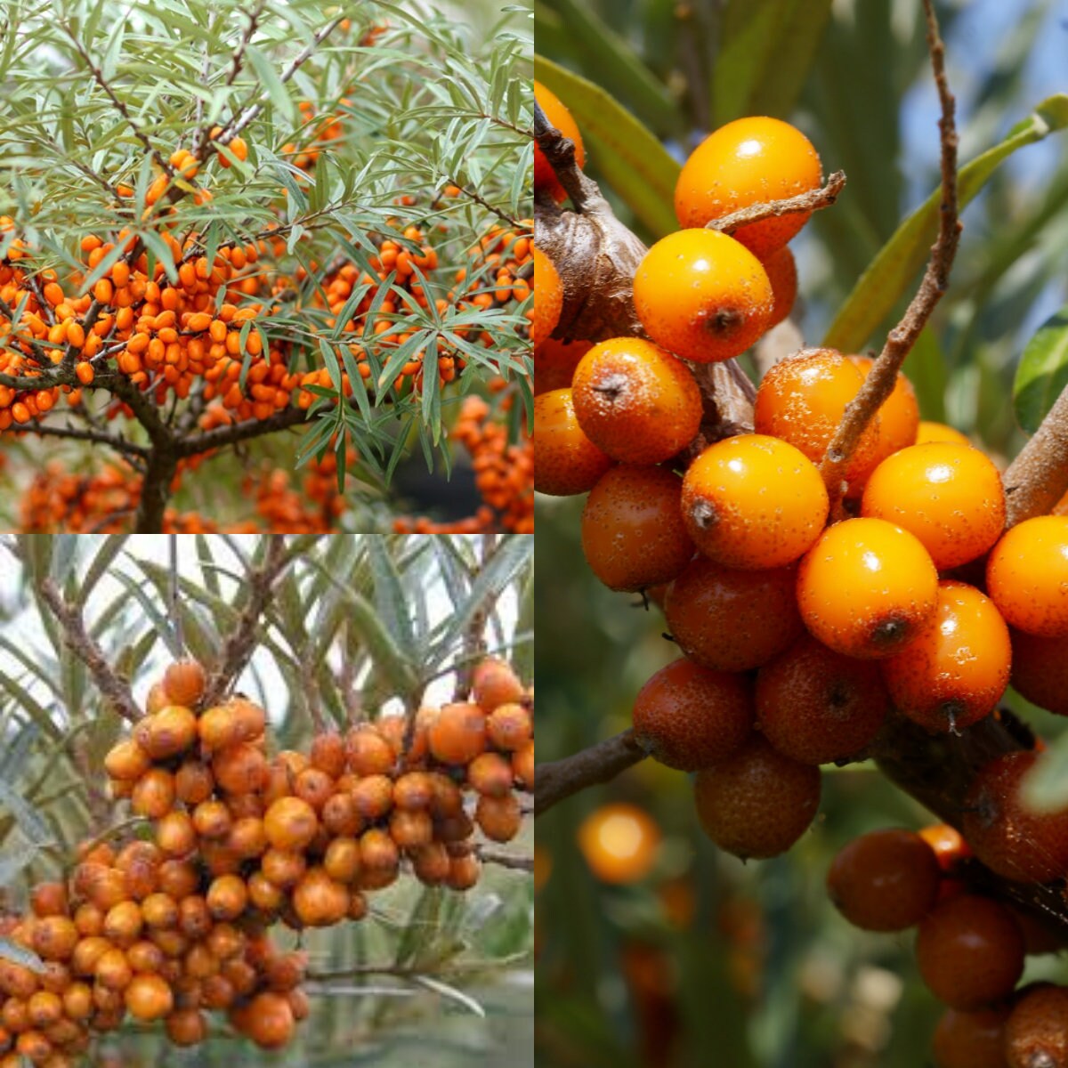 Seaberry fruit seeds for planting hardy sea buckthorn shrubs