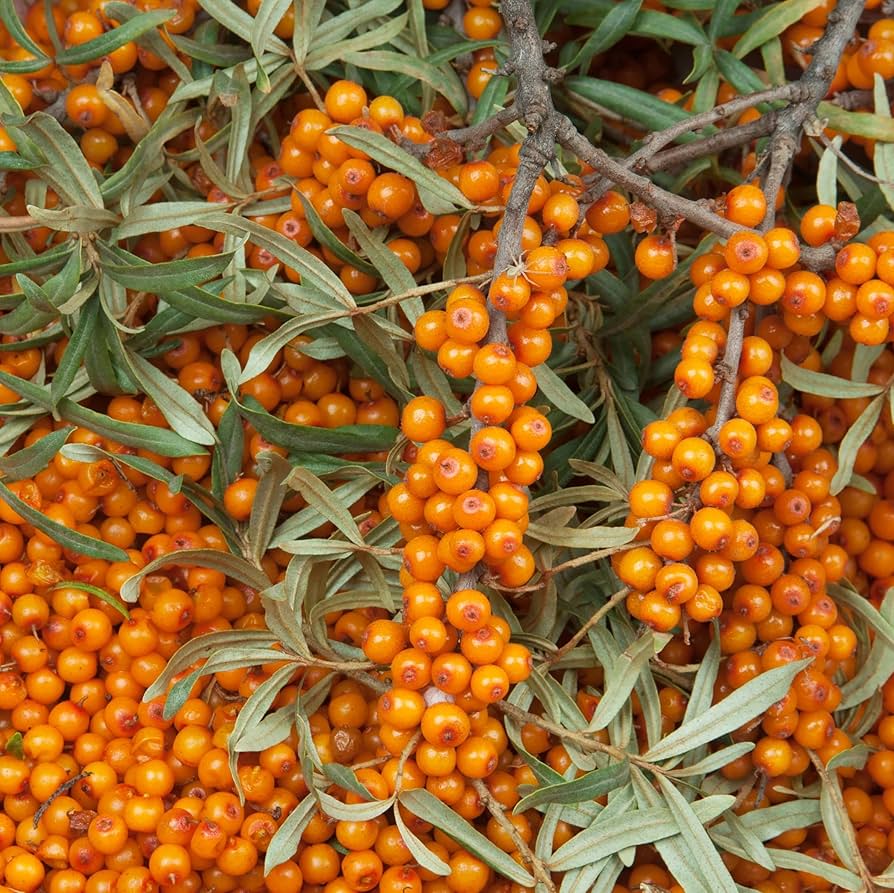 Seabuckthorn Seeds Hippophae rhamnoides – Hardy Non-GMO Berry Shrub Seeds