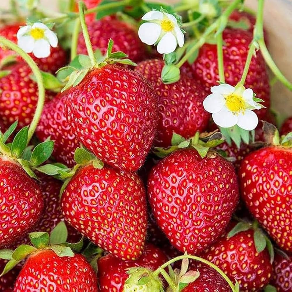 Seascape Strawberry Seeds for Planting Sweet Juicy Berries