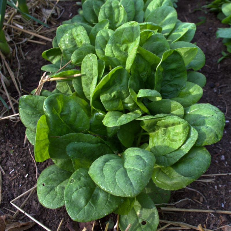 Seaside Spinach Seedling for Home Garden, Easy-to-Grow Hardy Greens