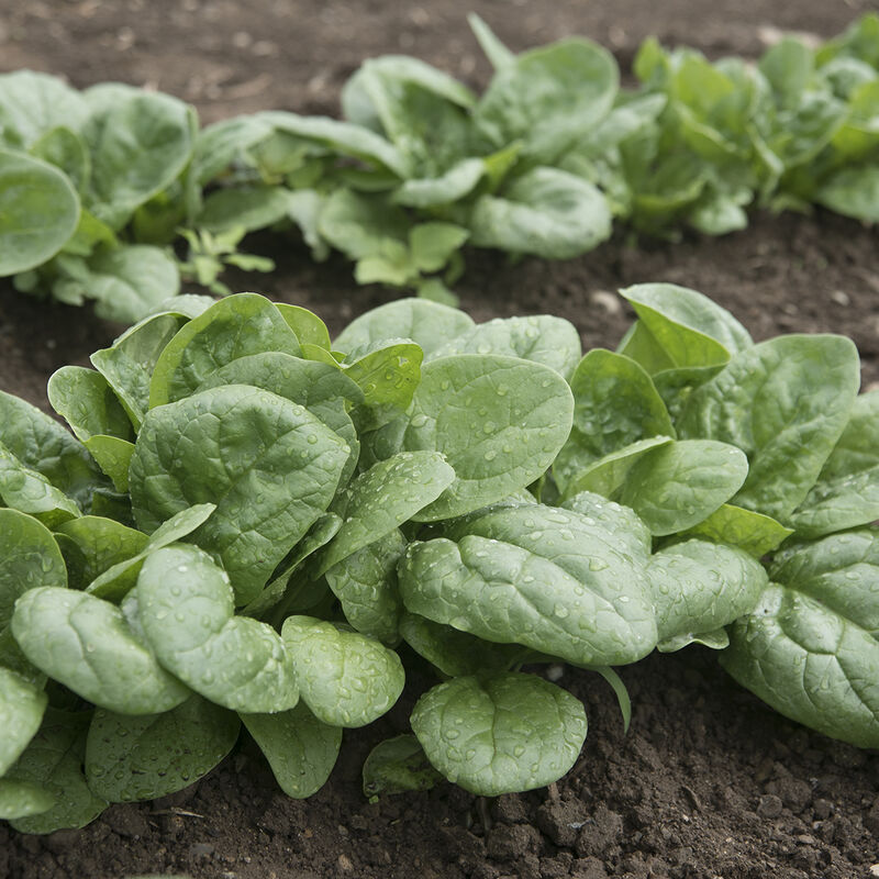 Seaside Spinach Seeds for Planting, Heat & Salt-Tolerant Fast-Growing Greens