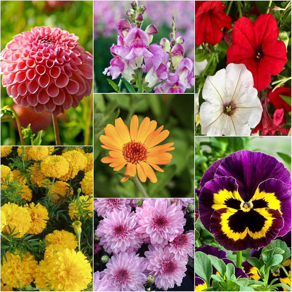 Seasonal Winter Bloom Seeds for Balcony and Pots