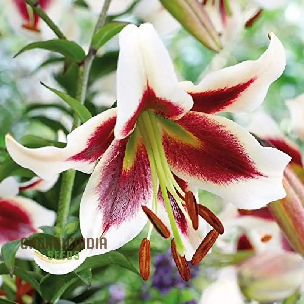 Secret Garden Treasures Lily Bulbs For A Symphony Of Colors(Pack 3 Planting) Beverly Dreams Orienpet