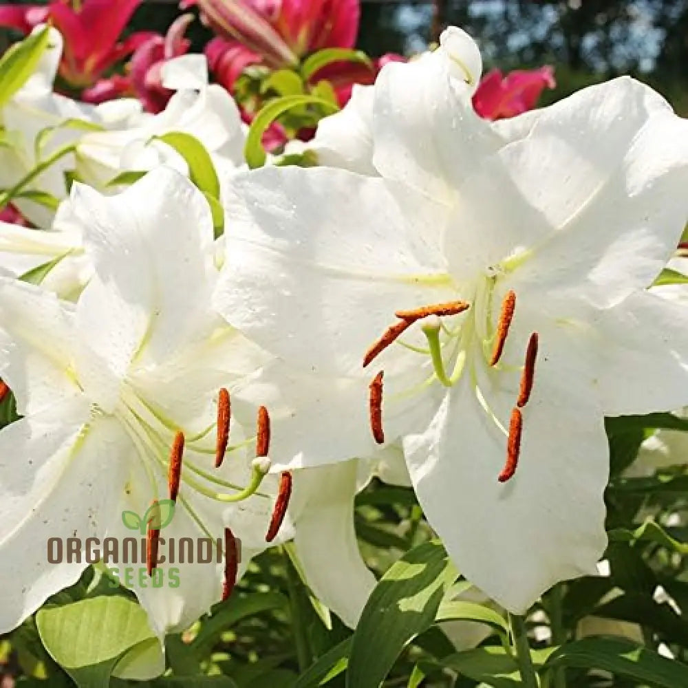 Secret Garden Treasures Lily Bulbs For A Symphony Of Colors(Pack 3 Planting) Casa Blanca Oriental