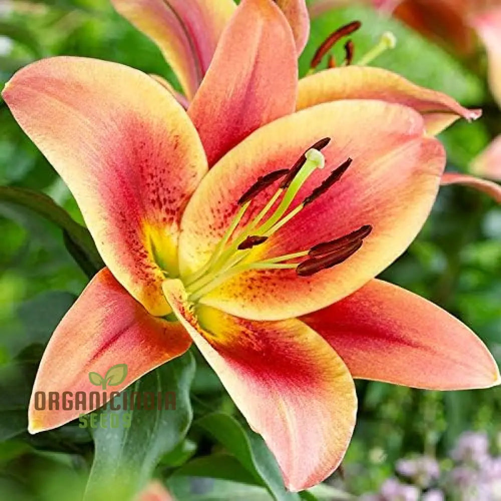 Secret Garden Treasures Lily Bulbs For A Symphony Of Colors(Pack 3 Planting) Montego Bay Orienpet