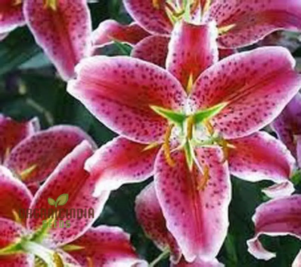 Secret Garden Treasures Lily Bulbs For A Symphony Of Colors(Pack 3 Planting) Roberta’s Oriental