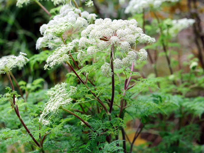 Selinum wallichianum seeds elegant perennial flowers